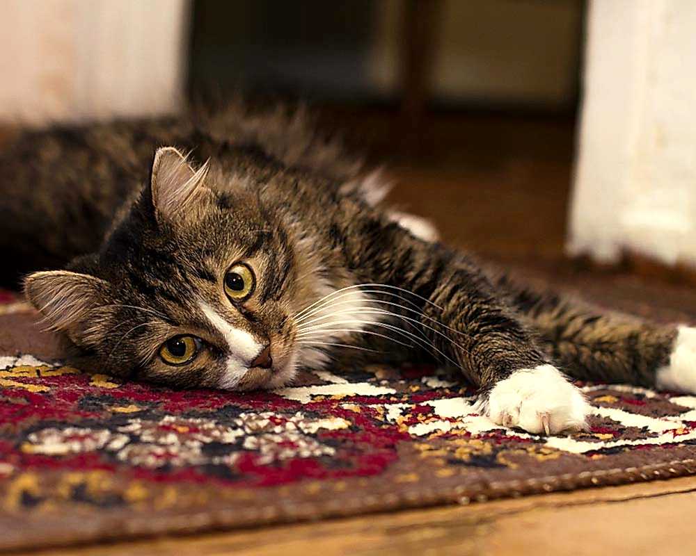 Evcil Hayvan Sahipleri İçin Halı Tercihi Nasıl Olmalı